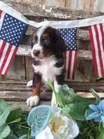 Ranger., a female Bernese Mountain Dog and Golden Retriever for sale in Centerville, IA – 4 of 10