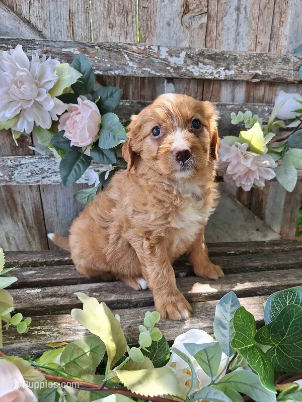 Honey,  – Bernese Mountain Dog, Golden Retriever puppy for sale in Centerville, IA