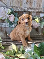 Honey, , a female Bernese Mountain Dog and Golden Retriever for sale in Centerville, IA – 1 of 9