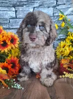 Charlotte., a female Goldendoodle for sale in Centerville, IA – 4 of 6