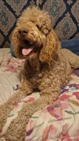 Bailey, a female Goldendoodle for sale in Centerville, IA – 6 of 6