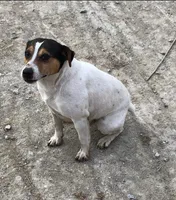 Foxy, a female Jack Russell Terrier and Rat Terrier for sale in Centerville, IA – 3 of 3