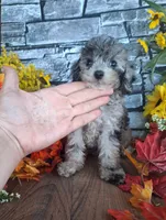 Shelley, , a female Goldendoodle for sale in Centerville, IA – 6 of 8
