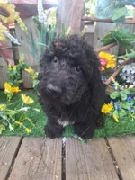  Rocky, , a male Goldendoodle for sale in Centerville, IA – 2 of 10