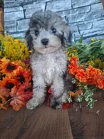 Shelley, , a female Goldendoodle for sale in Centerville, IA – 2 of 8