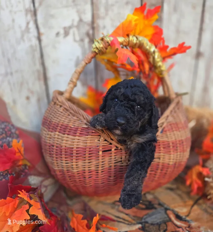 River – Bernedoodle puppy for sale in Centerville, IA