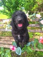 Gigi, a female English Goldendoodle for sale in Centerville, IA – 1 of 4