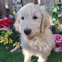 Max, a male Goldendoodle for sale in Centerville, IA – Photo 8 of 10