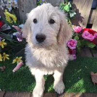 Max, a male Goldendoodle for sale in Centerville, IA – Photo 4 of 10