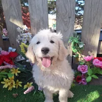 Max, a male Goldendoodle for sale in Centerville, IA – Photo 1 of 10