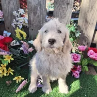 Max, a male Goldendoodle for sale in Centerville, IA – Photo 9 of 10