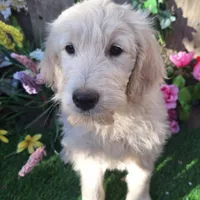 Max, a male Goldendoodle for sale in Centerville, IA – Photo 3 of 10