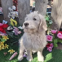 Max, a male Goldendoodle for sale in Centerville, IA – Photo 6 of 10