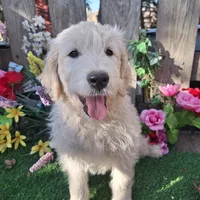 Max, a male Goldendoodle for sale in Centerville, IA – Photo 2 of 10