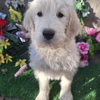 Max, a male Goldendoodle for sale in Centerville, IA – Photo 5 of 10