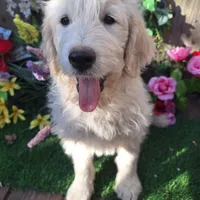 Max, a male Goldendoodle for sale in Centerville, IA – Photo 10 of 10