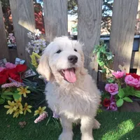 Max, a male Goldendoodle for sale in Centerville, IA – Photo 7 of 10