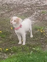 Classy., a female Miniature Goldendoodle for sale in Centerville, IA – Photo 5 of 9