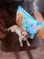 Classy., a female Miniature Goldendoodle for sale in Centerville, IA – Photo 9 of 9