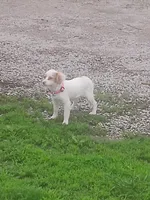 Classy., a female Miniature Goldendoodle for sale in Centerville, IA – Photo 6 of 9