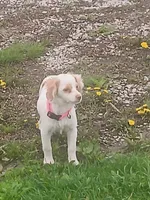 Classy., a female Miniature Goldendoodle for sale in Centerville, IA – Photo 3 of 9