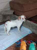 Classy., a female Miniature Goldendoodle for sale in Centerville, IA – Photo 1 of 9