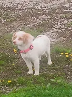 Classy., a female Miniature Goldendoodle for sale in Centerville, IA – Photo 7 of 9