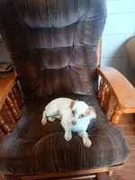 Classy., a female Miniature Goldendoodle for sale in Centerville, IA – Photo 8 of 9