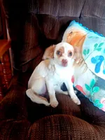 Classy., a female Miniature Goldendoodle for sale in Centerville, IA – Photo 2 of 9