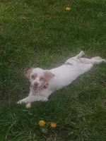 Classy., a female Miniature Goldendoodle for sale in Centerville, IA – Photo 4 of 9