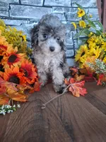 Shelley, , a female Goldendoodle for sale in Centerville, IA – 4 of 8