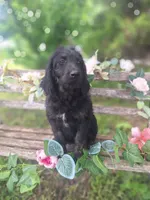 Gigi, a female English Goldendoodle for sale in Centerville, IA – 6 of 6