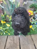  Rocky, , a male Goldendoodle for sale in Centerville, IA – 8 of 10