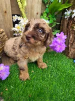 Bailey, a female Goldendoodle for sale in Centerville, IA – Photo 3 of 5
