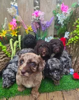 Bailey, a female Goldendoodle for sale in Centerville, IA – Photo 5 of 5