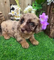 Bailey, a female Goldendoodle for sale in Centerville, IA – Photo 2 of 5