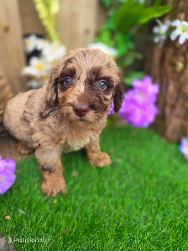 Bailey – Goldendoodle puppy for sale in Centerville, IA