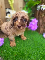 Bailey, a female Goldendoodle for sale in Centerville, IA – Photo 1 of 5