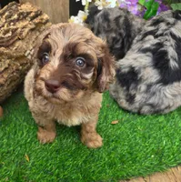 Bailey, a female Goldendoodle for sale in Centerville, IA – Photo 4 of 5