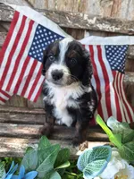 Cooper, a male Bernedoodle for sale in Centerville, IA – 4 of 8