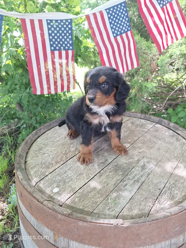 Maverick – Bernese Mountain Dog, Golden Retriever puppy for sale in Centerville, IA