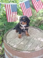 Maverick, a male Bernedoodle for sale in Centerville, IA – 10 of 10
