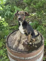 Terry., a male Jack Russell Terrier and Rat Terrier for sale in Centerville, IA – 3 of 5