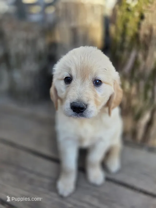Charlie, a male Golden Retriever and English Cream Golden Retriever for sale in Centerville, IA – Photo 1 of 3