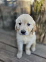Charlie, a male Golden Retriever and English Cream Golden Retriever for sale in Centerville, IA – Photo 1 of 3