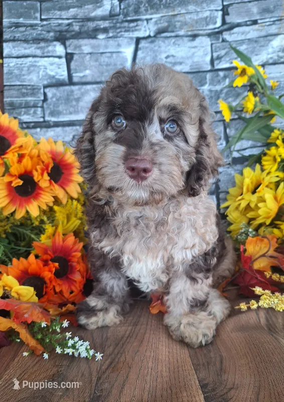 Charlotte. – Goldendoodle puppy for sale in Centerville, IA