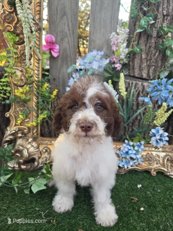 Bingo – Miniature Goldendoodle puppy for sale in Centerville, IA