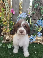 Bingo, a male Miniature Goldendoodle for sale in Centerville, IA – 1 of 2