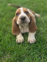 Beauregard, a male Basset Hound for sale in Centerville, IA – Photo 3 of 3