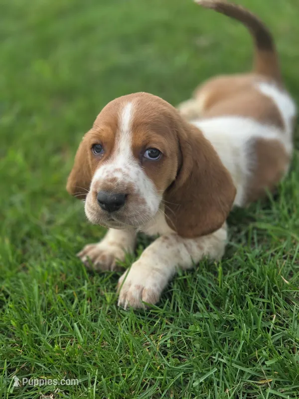Beauregard – Basset Hound puppy for sale in Centerville, IA